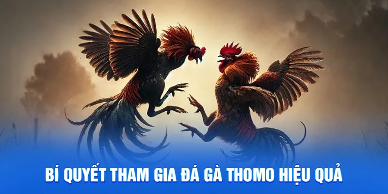 Bí quyết tham gia đá gà thomo hiệu quả