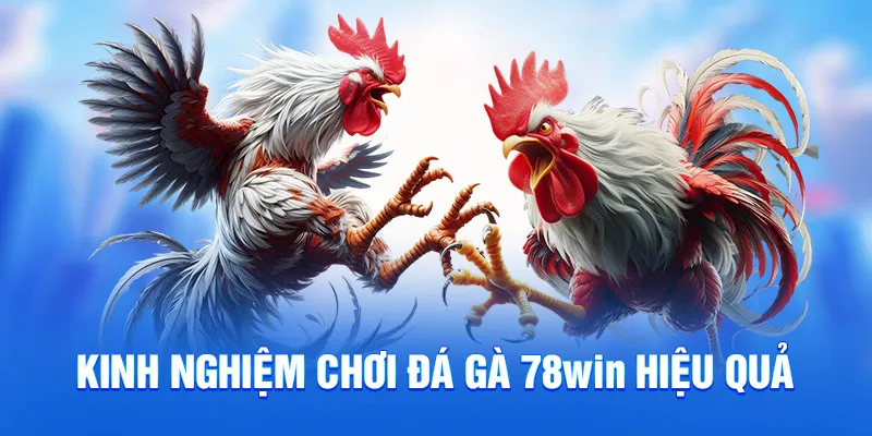 Kinh nghiệm chơi đá gà 78WIN hiệu quả