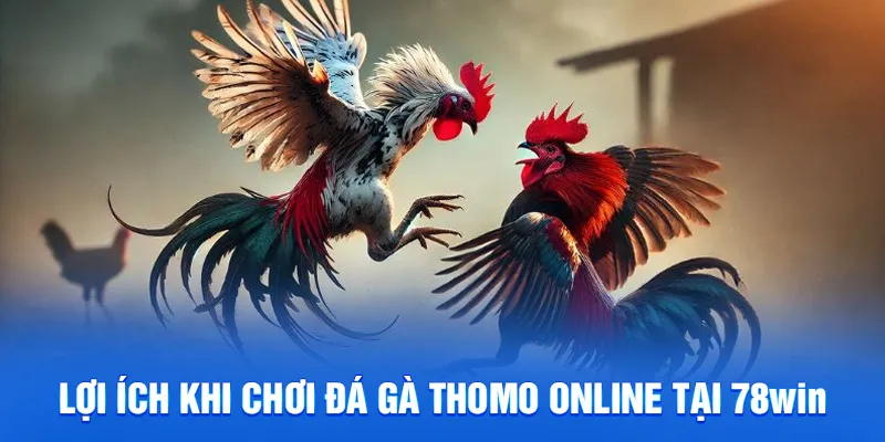 Lợi ích khi chơi đá gà thomo online tại 78win
